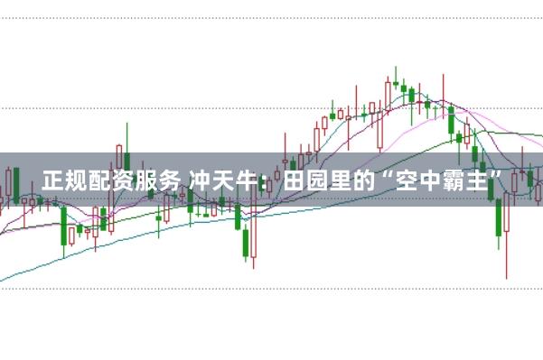 正规配资服务 冲天牛：田园里的“空中霸主”